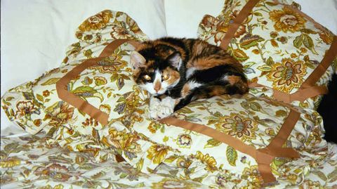 Cyrokx, pillow queen