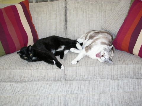 Darcy and Abigail on the couch