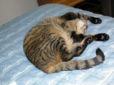 Greta curled up, 2006