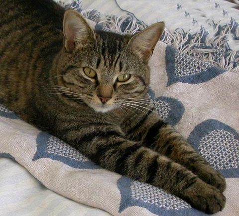 Greta, 2006