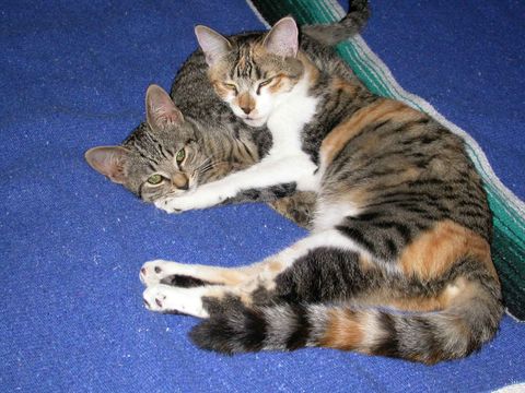 Twinkles and Greta, 2004