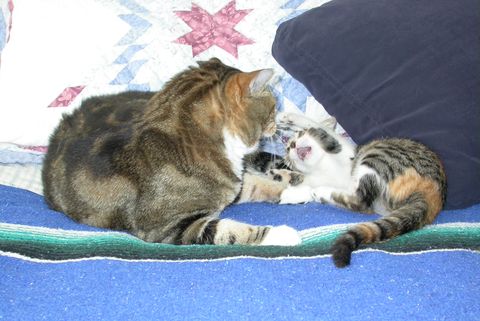 Twinkles and Ruger play-fighting, 2004