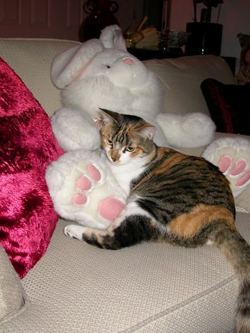 Twinkles, 2005