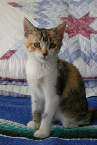 Twinkles, 2004